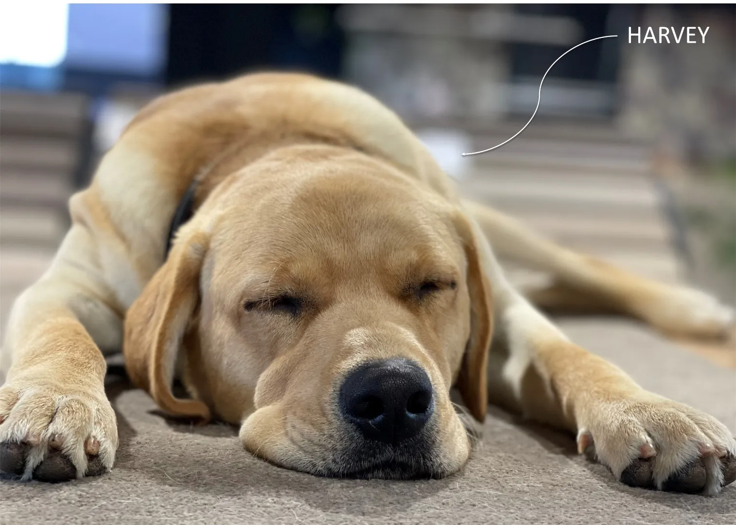 Harvey, The Flooring Centre's part-time shop dog at Nunawading, sleeping on the showroom carpet
